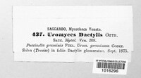 Uromyces dactylidis image